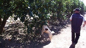 Canine Bello Hahn searching for HLB (Citrus Greening) in mature citrus trees.