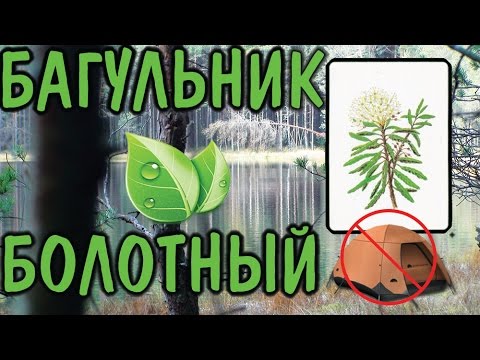 Багульник болотный / Ledum palustre