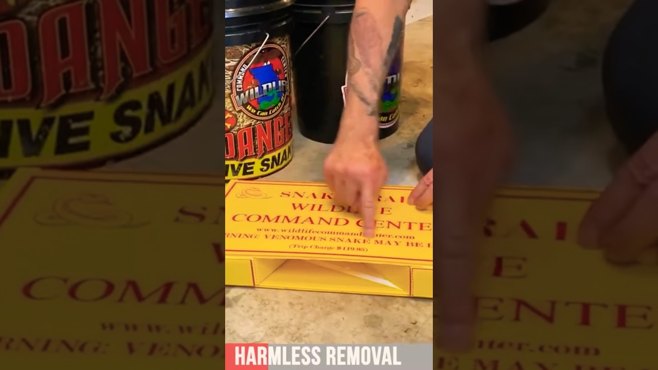 Snake-catching 101: A Complete Guide For Beginners 