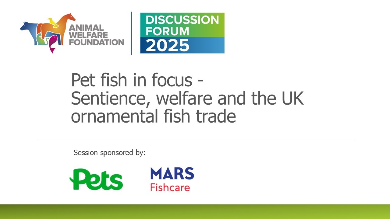 Discussion Forum 2025: Pet fish in focus: sentience, welfare and the UK ornamental fish trade
