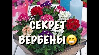 ВЫ ЗНАЕТЕ СЕКРЕТ ВЕРБЕНЫ?