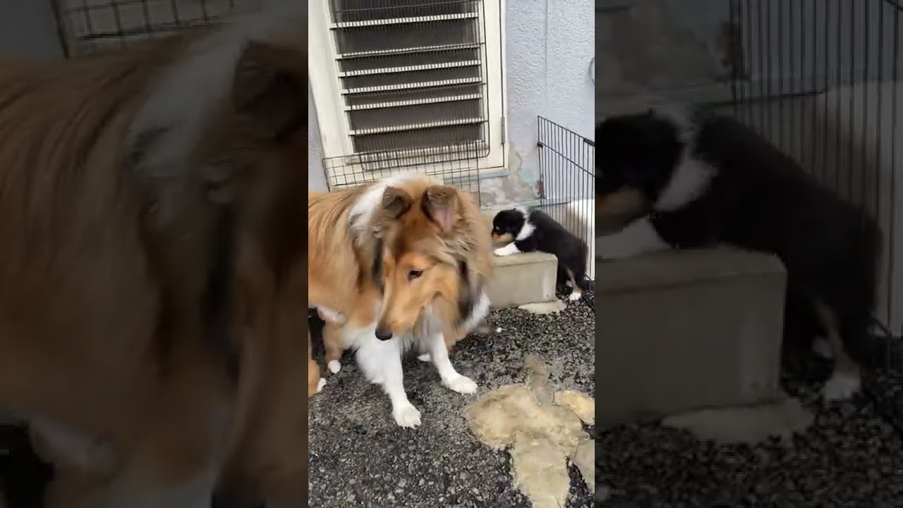 コリー のブログ記事一覧 コリーブログ きょうの出来事