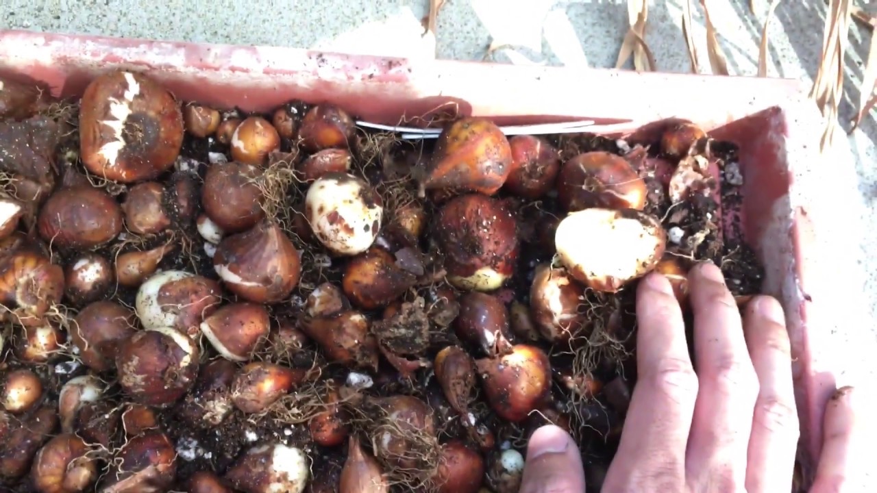 Garden Project - bulb storage