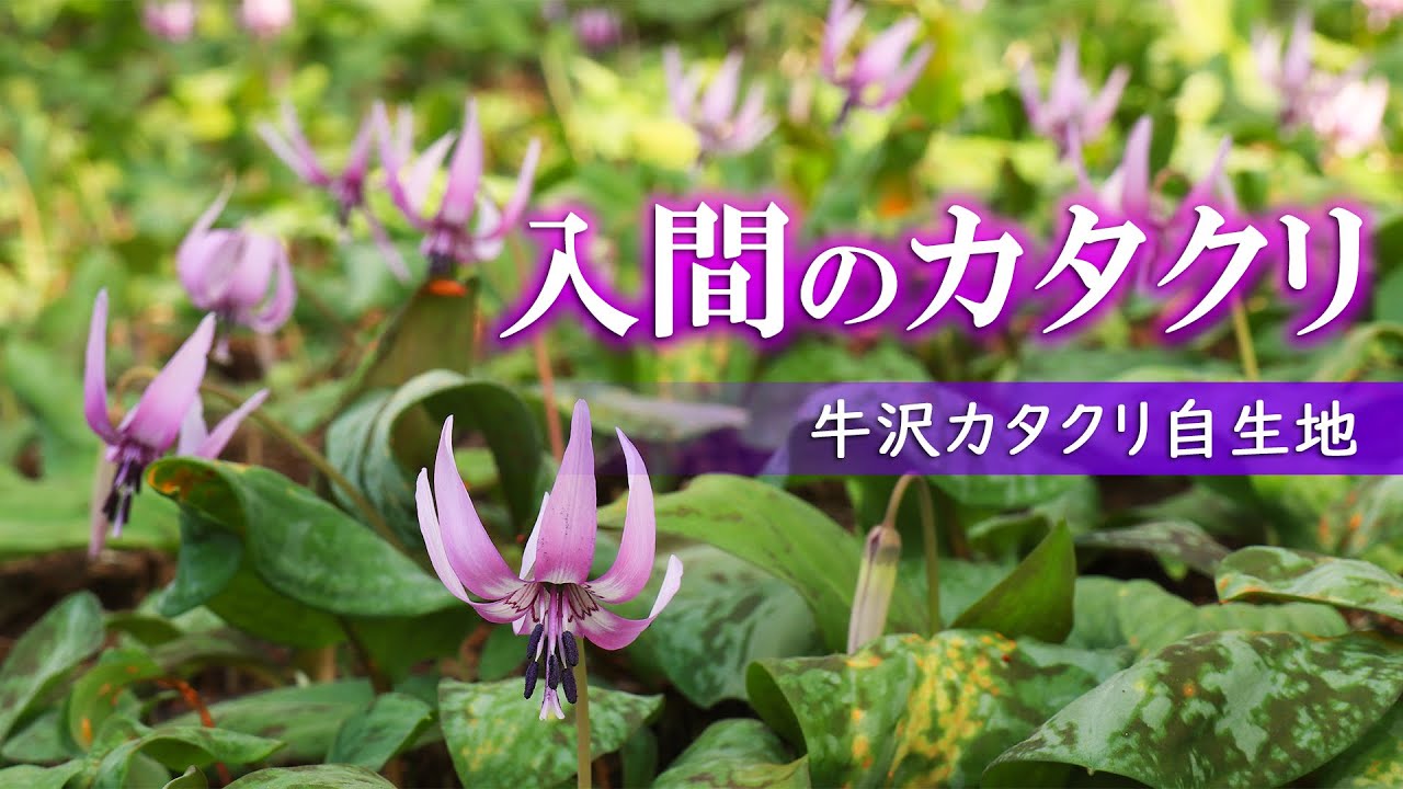 入間 牛沢カタクリ自生地/8年間待つ花/1万株のカタクリ/花動画/埼玉/観光旅行vlog/Dogtooth Violet Flowers in ...