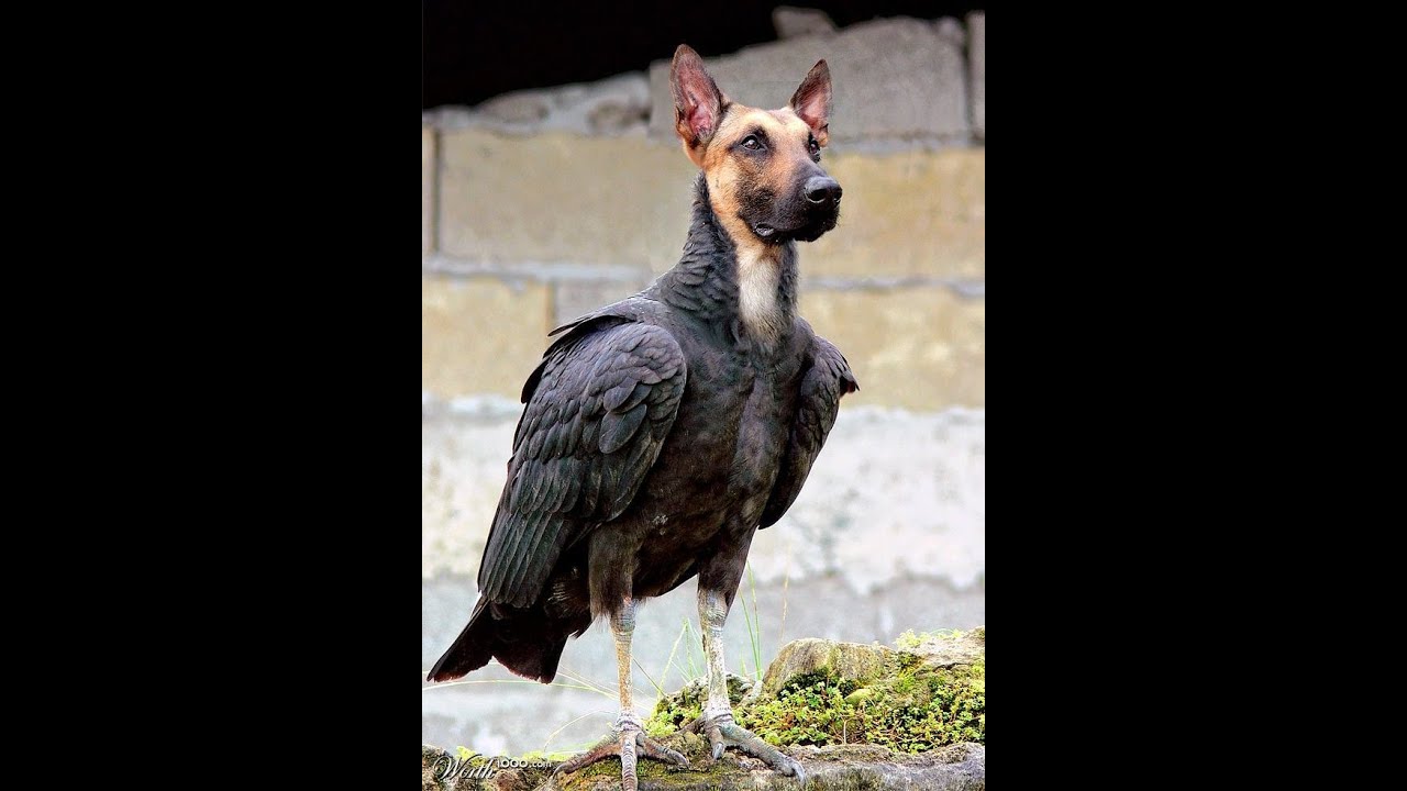 TOP 3 TIPS to a PERFECT BIRD/DOG YouTube