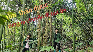 NGỦ RỪNG LẠ TÌM KIẾM THẢO DƯỢC BẤT ỔN VÀ  KHÓ  KHĂN AE THỢ NÚI #aethonui #vàorừng #amthuc #kiếmăn