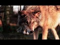 Wolf in Slow Motion Footage / Free Copyright Stock Video