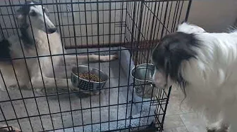 Silken wants the Borzoi's Dinner for his Birthday
