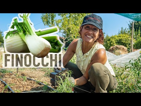 Video: Verdure e calore per il clima fresco – Coltivazione di raccolti di stagione fresca in estate