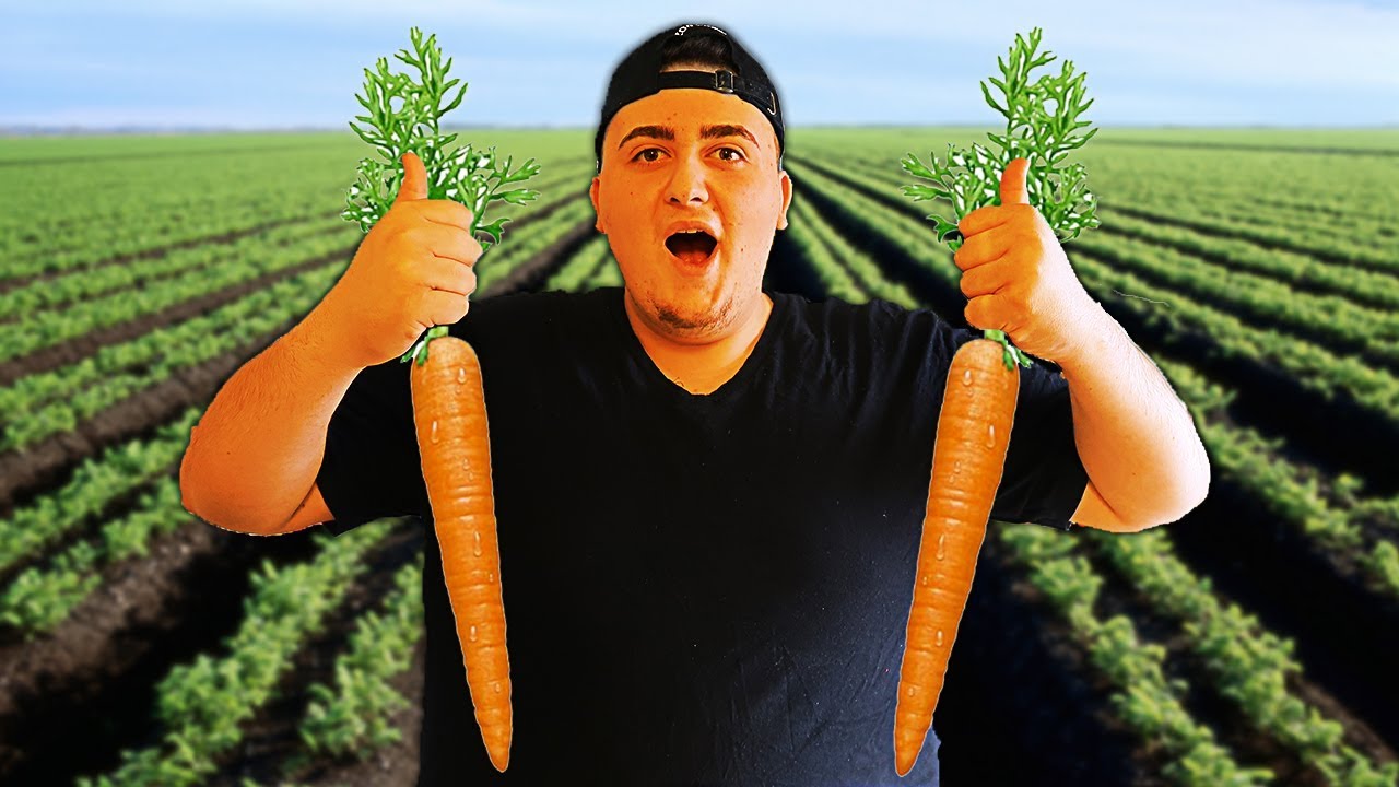 If you eat too many. Eating Carrots. Морковь и апельсин вместе. Морковь и апельсин смешные фото. Too many Carrots.