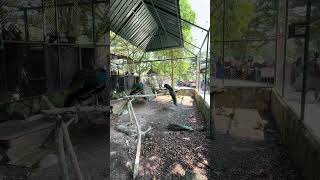 Melihat burung merak gaes #hawashafa #shorstviral #kebunbinatang