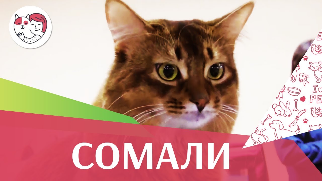 питомцы кукол лол Сомали на ilikepet