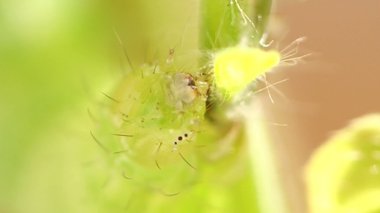 Geometridae caterpillar enjoying Melissa officinalis