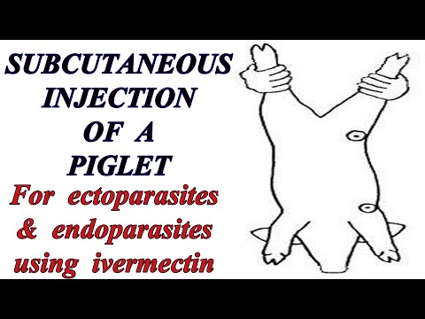 HOW TO INJECT and deworm your pig. Subcutaneous injection of pigs. Pig farming