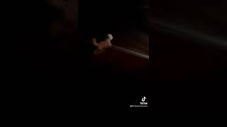 Pernell terrorizing the neighborhood again #Pernelll