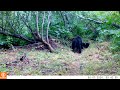 mama bear tells cubs to move it along