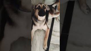 #cutevoice#dog #trendingshorts