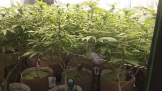 USOG 2023🏆Tournament Grow 🍒🎼 #indoor 🔥#outdoor🔥 Cannabis Grow🦩Usopensourcegenetics.com 🦩 Grow Off🏆
