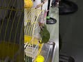 pet của tui 💚