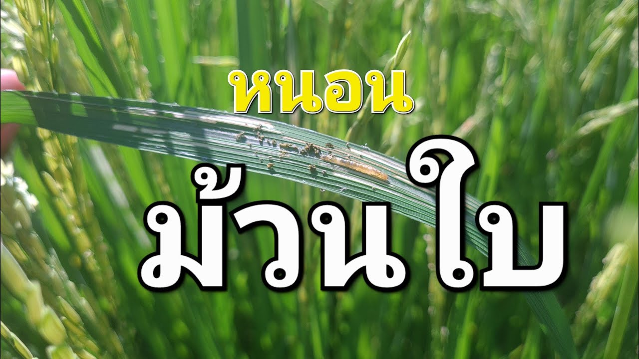หนอนม้วนใบ หนึ่งในปัญหาใหญ่ในนาข้าว