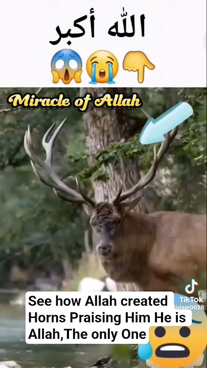 Allah is great Yalabi #islamicvideo
