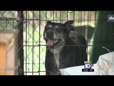 ABC News.....Dogs Found