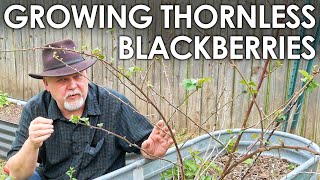 Growing Thornless Blackberries || Black Gumbo