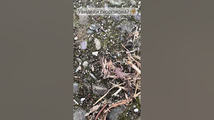 Встретил скорпиона прямо у нас во дворе! 🦂