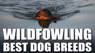 Best Wildfowling Dog Breeds