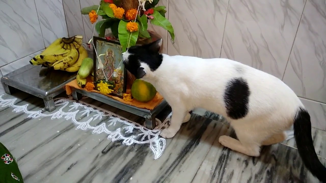 Dil ghat bharte Cute Cat Playing and Enjoying