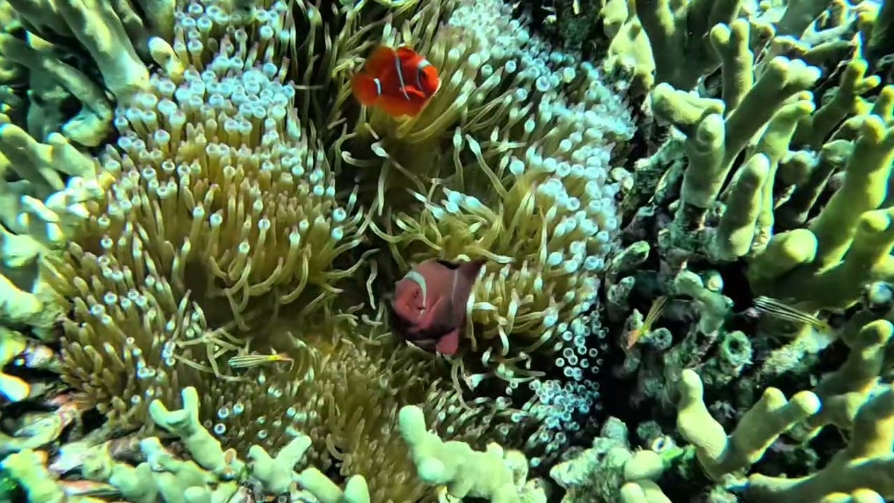 Underwater footage of the reefs at Menjangan Island