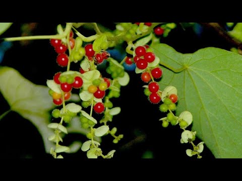 Vídeo: Crescendo Adenophora Ladybells: Informações Sobre Plantas Falsas Campânulas em Jardins