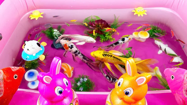 Let's explore what fish and sea creatures there are:sharks,jellyfish#goldfish#animals#viral videos