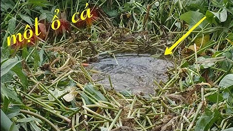 Liều mình trầm dưới nước câu cá rô khủng, cá trê, câu cá chép | Câu cá ổ T332