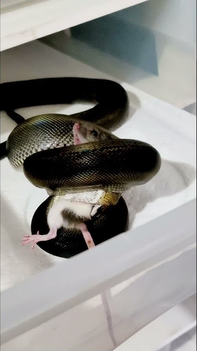 Reticulated Python Meets Rat #shorts - YouTube