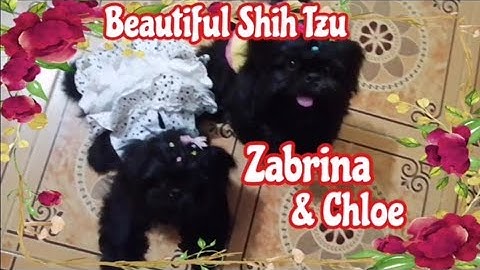 Miniature shih tzu for sale near me