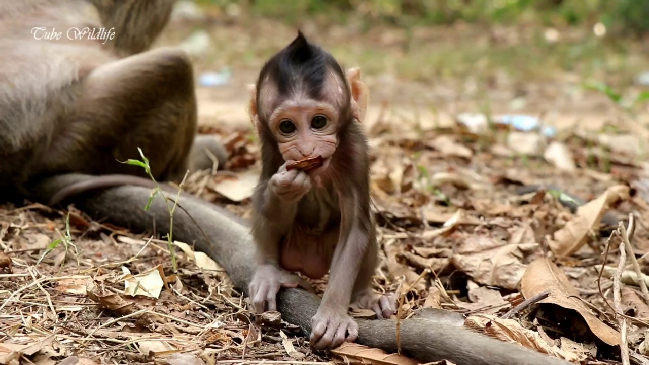 Very cute gestures of baby monkey Mona | Lovely  Mona very happy & naughty