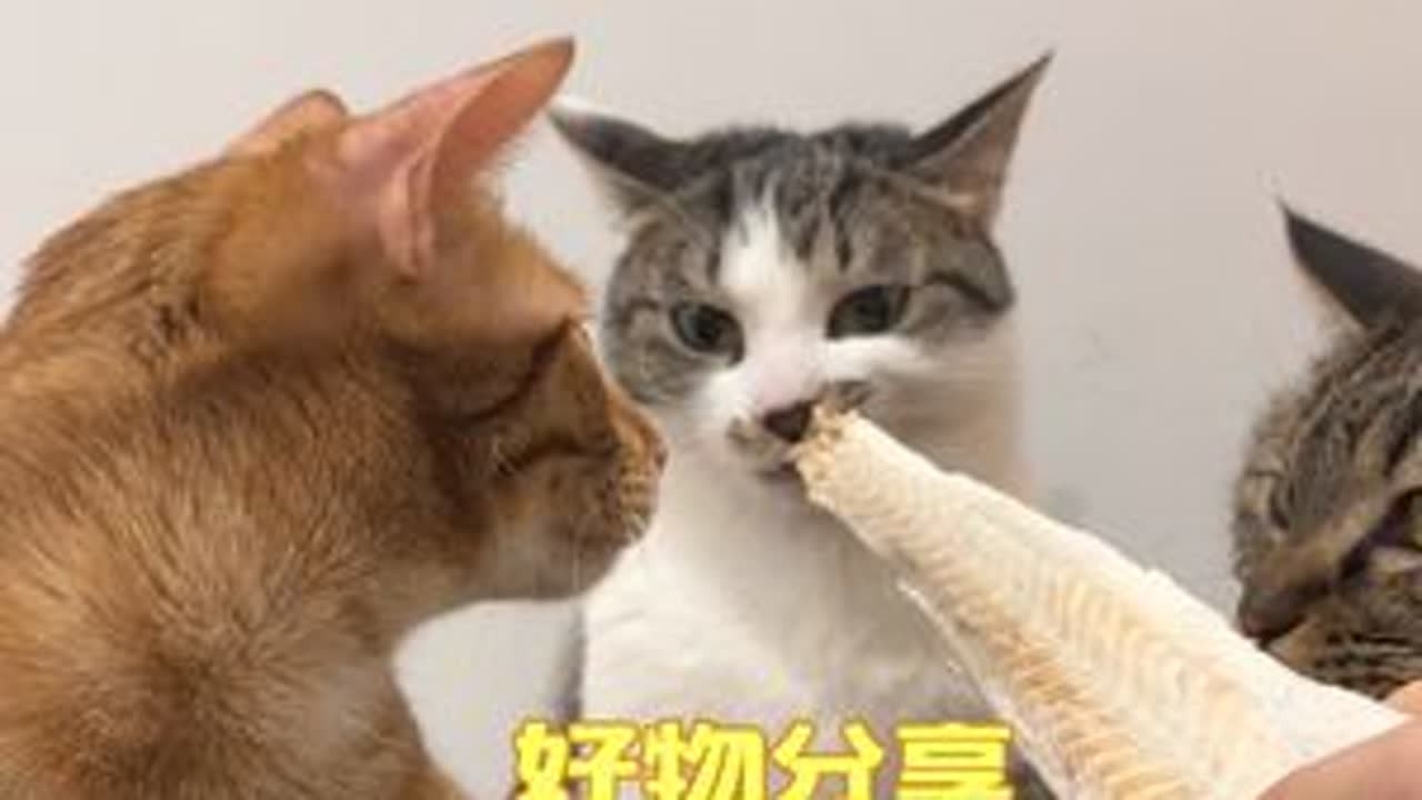 11猫家庭的好物分享 冻干篇 料理鼠王家的小猫平时吃冻干比较多 罐罐开的比较少 今天先给大家分享一下我家猫爱吃的冻干吧 下次分享补剂和猫粮#养猫经验分享 #养猫新手 #喂猫日记 #猫冻干推荐 #吃货猫