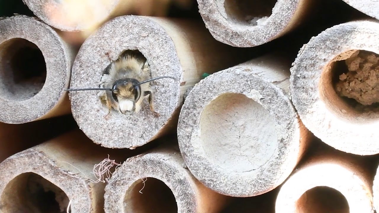 Attracting Mason Bees to Your Yard YouTube