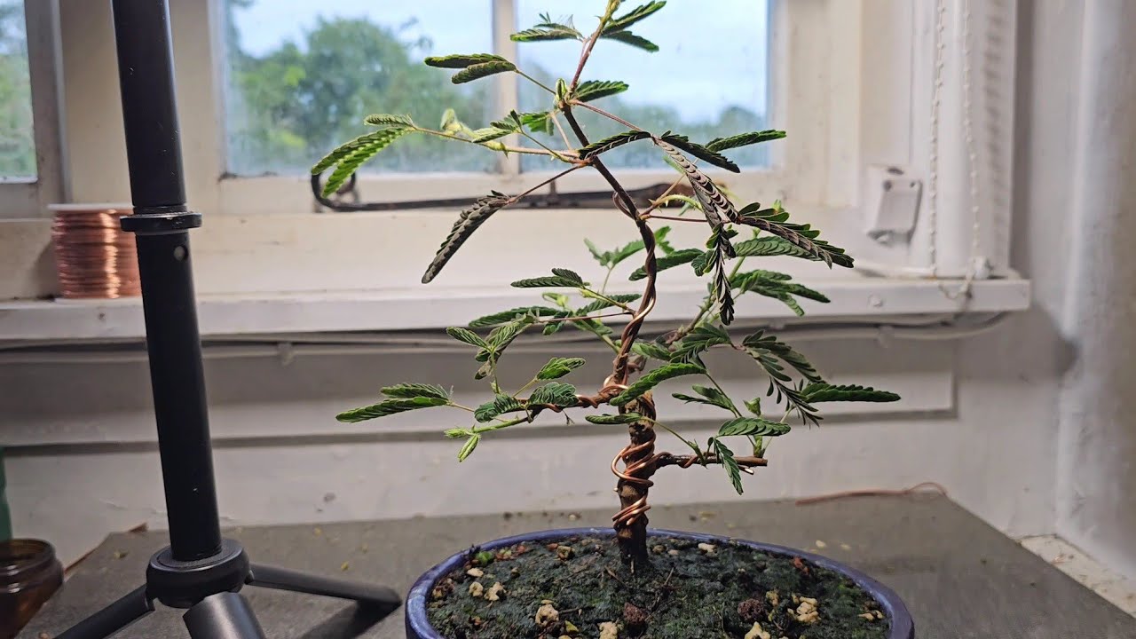 How to Bonsai a Mimosa Pudica? Update