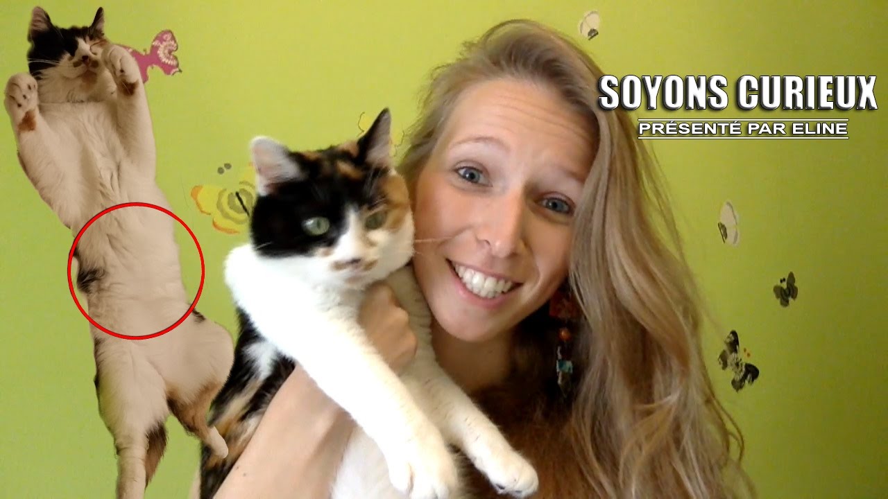 Les Chats Ont Ils Un Nombril Soyons Curieux 3 Youtube