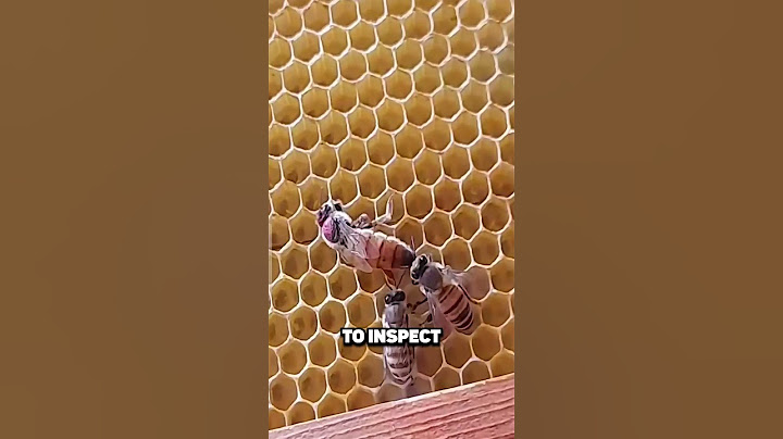 THEY REVIVE THE QUEEN BEE !😱