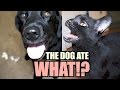 Talking Kitty Cat 54 - The dog ate WHAT!?