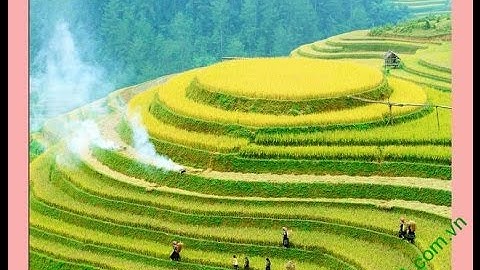 8 Mẫu tranh phong cảnh ruộng bậc thang đẹp nhất