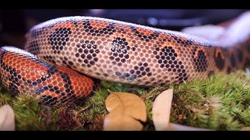 New Reptile Basics enclosure for my Brazilian rainbow boa!!!