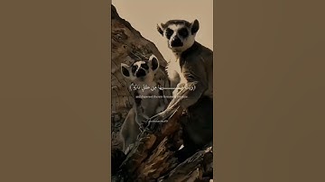 ارح سمعك وقلبك بتلاوه الشيخ ياسر الدوسري #quran #الشيخ_ياسر_الدوسري #اكسبلور #قرآن #funny