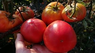 Томат Бабушкин Секрет Отзывы Фото