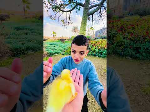 الطماع ماسبش حاجه للبيبي