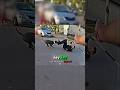 PITBULL ATTACKS POLICE OFFICER 😳