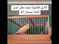 سبحان الله تغريد طائر الكناري مالينوا